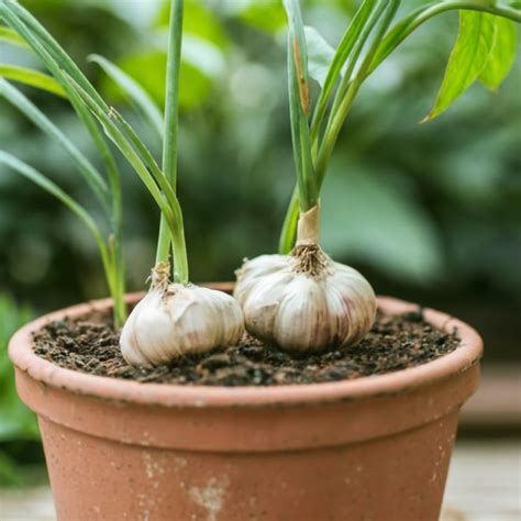 A Step By Step Guide To Growing Garlic Indoors In Containers