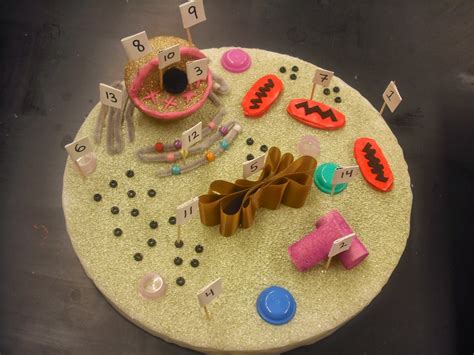 Plant Cell Model With Food