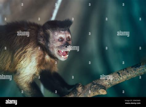 Cute monkey scream or shout. Monkey portrait Stock Photo - Alamy