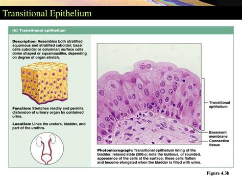 Transitional Epithelium Protecting The Body From Harsh Urine Steve