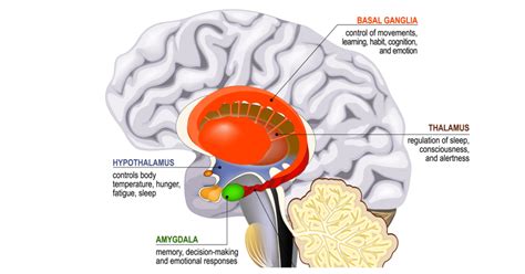 Unlocking The Secrets How Chronic Stress Affects Your Brain