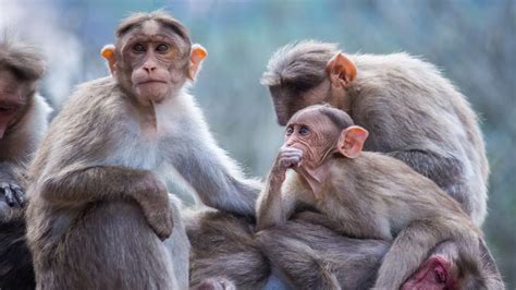 Macaque Monkeys Frequently Indulge In Gay Sex Suggests Study