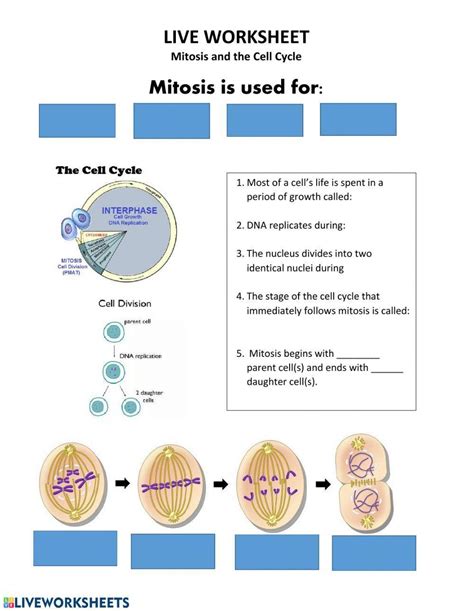 LIVE WORK SHEET Mitosis And Cell Division Worksheet Live Worksheets