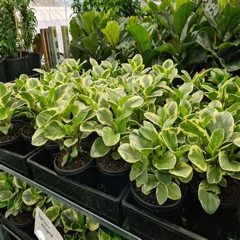 Peperomia Variegated Assorted The Australian Plant Shop