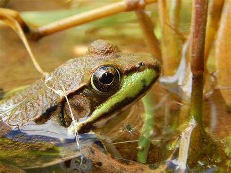 100 Cute Frog Backgrounds
