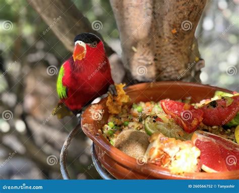 Black Capped Lory Parrot Stock Photo Image Of Lora 260566752