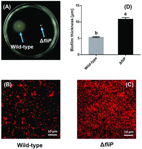 Biofilm Formation Of Wild Type And FliP Strains A Swimming Motility