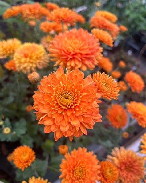 Chrysanthemum Dixter Orange Seagate Nurseries