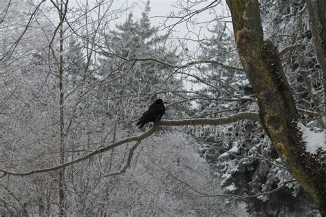 Cuervo En El Bosque Nevado Foto Premium