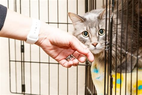 Adopter Un Chat Ce Qu Il Faut Savoir Avant De Se Lancer