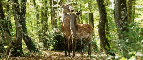 Bambi Nl Bambi L Histoire D Une Vie Dans Les Bois