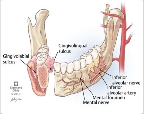 Alveolar Bone Anatomy