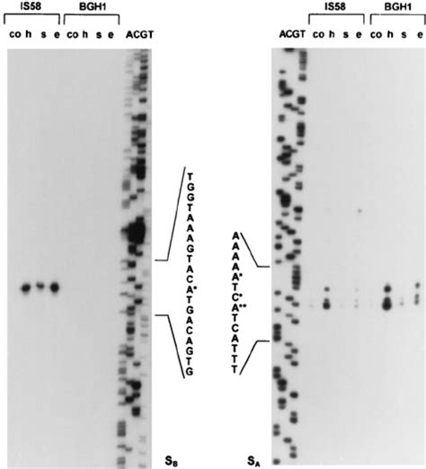 Northern Blot Analysis A RNA Was Isolated From B Subtilis IS58