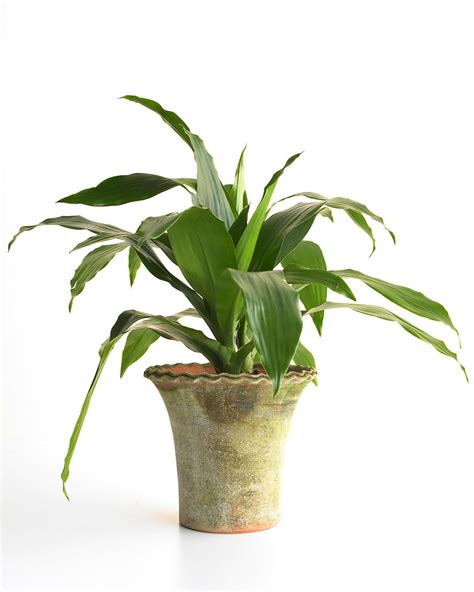 Indoor Corn Plant Varieties Plant Ideas