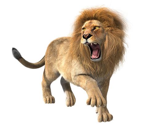 Top 60 Lion Roaring Stock Photos, Pictures, and Images - iStock