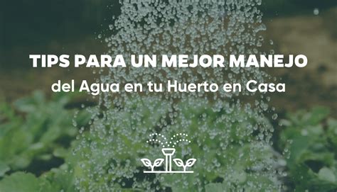 Tips para un Mejor Manejo del Agua en tu Huerto en Casa Grow Depot México