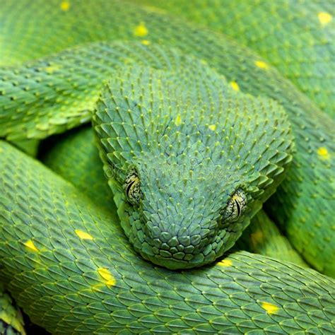 Jefe De Los Chlorechis De Atheris De La Serpiente Verde Foto De Archivo