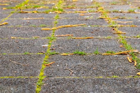 Paving Slabs Overgrown With Weeds And Moss 41753279 Stock Photo At Vecteezy