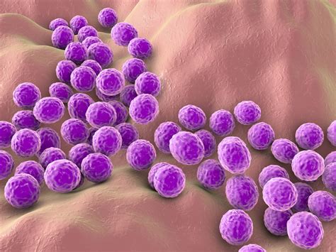 Bakteri Staphylococcus Homecare24