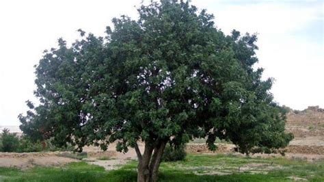 El Cultivo Del Algarrobo Agromática