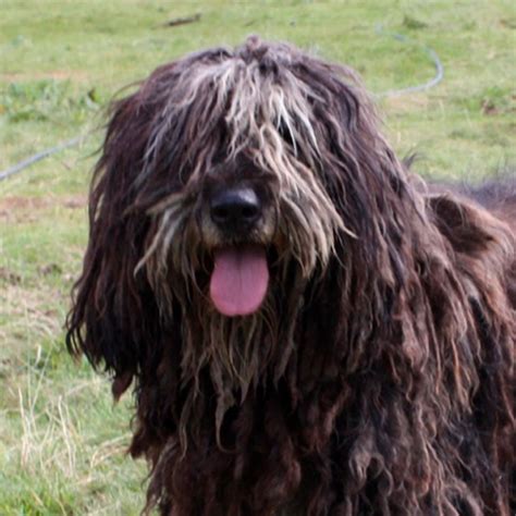 Todo sobre el perro Bergamasco pastor de Bérgamo Precios tipos