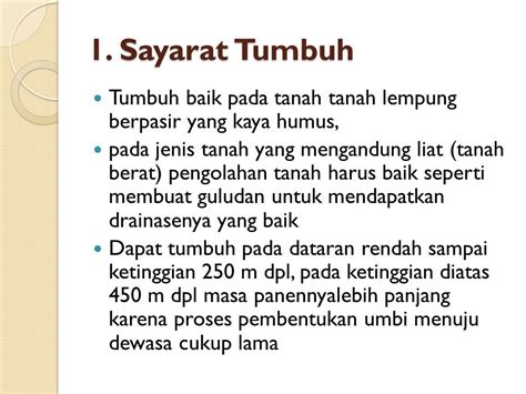 Budidaya Ganyong Ganyong Merupakan Tanaman Tropis Yang Tidak Manja