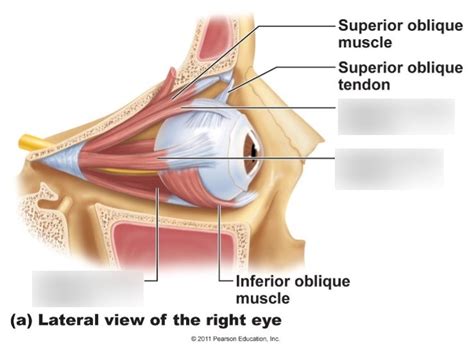 Eye Muscle Diagram Quiz Studying Diagrams Sexiz Pix