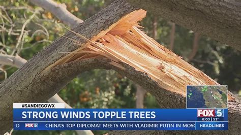 Strong Winds Topple Trees Youtube