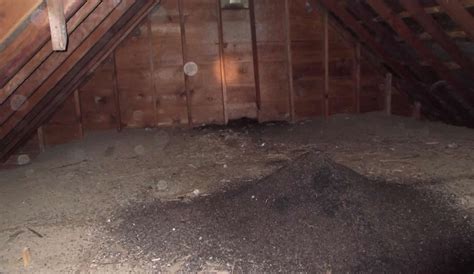 bats-attic-infestation – Master Pest Control