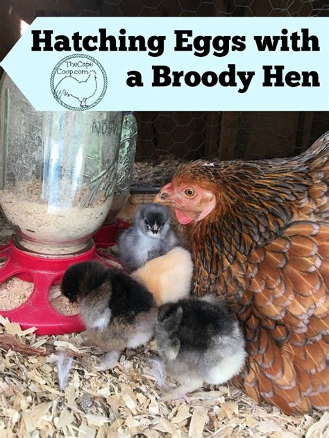 Hatching Eggs with a Broody Hen