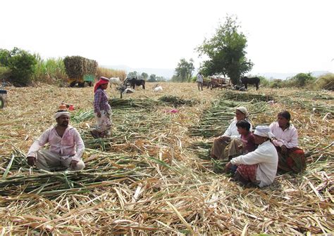 मराठवाड़ा 2000 घंटों की मेहनत और गन्ने की कटाई