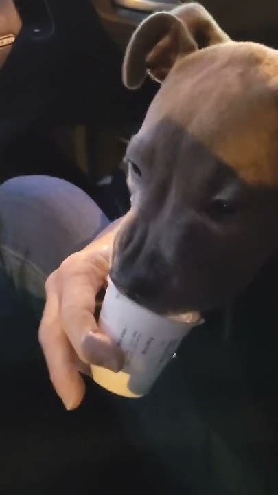 My First Pup Cup At Starbucks Dog Puppy Puppylove Puppylife Dogs