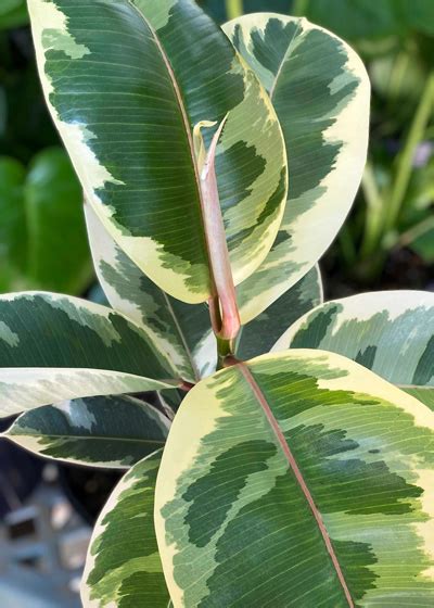 Variegated Rubber Plant - Neil Sperry's GARDENS