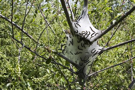 Minnesota Seasons - eastern tent caterpillar moth