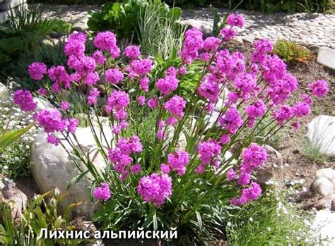 Лихнис: посадка и уход в открытом грунте, размножение, сорта
