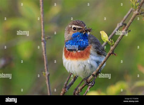 White Spotted Bluethroat Luscinia Svecica Adult Male With Insects