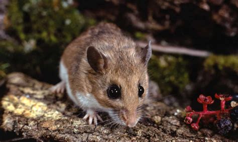 Types Of Mice: The 5 Most Common Mouse Species - A-Z Animals