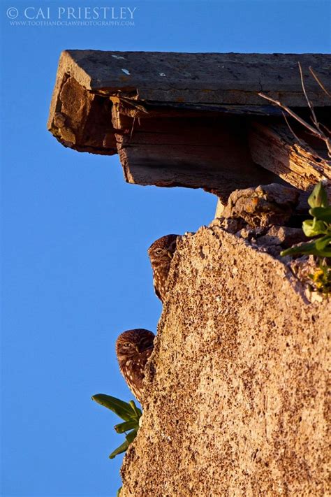 Épinglé sur Owls Chouette Chouette hibou Oiseaux