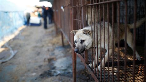 Comparten Fotos De Perros Enjaulados Antes De Ser Sacrificados Para