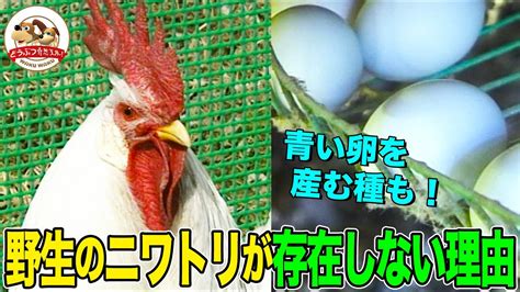 【ニワトリ大図鑑】野生のニワトリはいない！青い卵を産む種もいる！黄身がヒヨコになるわけではない！足の突起物の意外な利用法とは！？【どうぶつ奇想