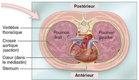 Cours 1 Introduction Anatomie Cardiaque Flashcards Quizlet