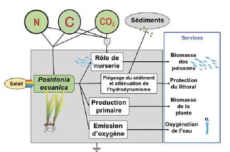 Les Services écosystémiques Et économiques Fournis Par La Posidonie