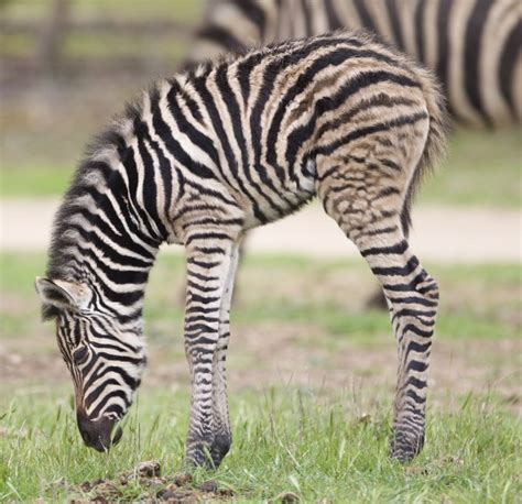 Spunky Zebra Foal Springs Into The World Zooborns