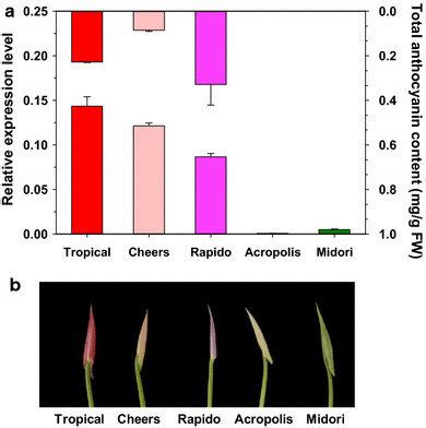 Detection Of AaMYB2 Expression Level And Analysis Of Total Anthocyanin