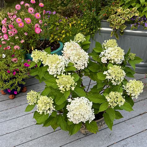 I Love Fire Light Tidbit Panicle Hydrangea GardenLady