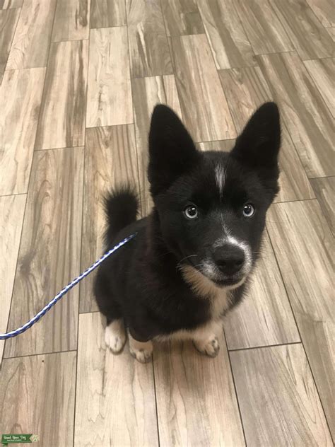 Black and white blue eyed pomsky - Stud Dog Utah - Breed Your Dog