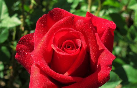 754815 4K Roses Closeup Red Mocah HD Wallpapers