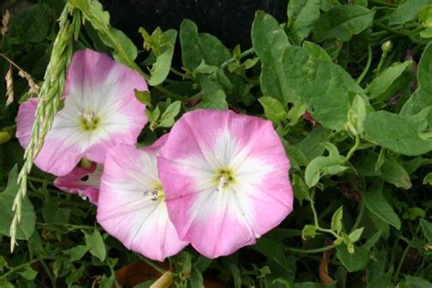 Convolvulus arvensis