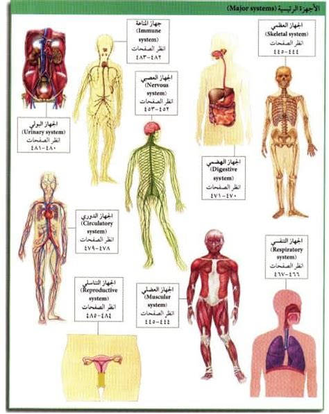 بالصور تعرفوا على جسم الإنسان Corpus Humanum الذي يتكون من أجهزة