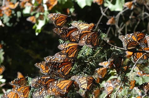 Mariposa Monarca migración de Cánada a México y su paso por Coahuila